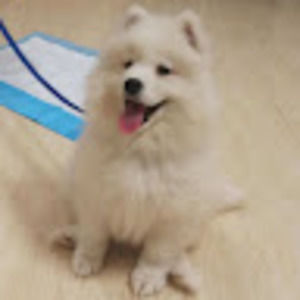 Meet your Posher, Freya